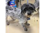Adopt Picasso - Chino Hills Location a Terrier, Poodle