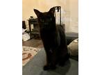 Kirk (Stars Hollow Litter) Domestic Shorthair Adult Male