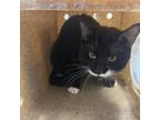Adopt Toasty a Domestic Short Hair