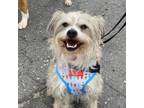 Adopt Brooklyn a West Highland White Terrier / Westie