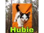Adopt Hubie a Domestic Short Hair