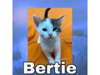 Adopt Bertie a Domestic Short Hair