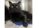 Adopt Bliss a Domestic Short Hair