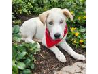 Adopt Frankie FJ* a Husky, Labrador Retriever