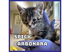 Spicy Carbonara Domestic Shorthair Kitten Male