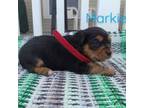 Yorkshire Terrier Puppy for sale in Mattoon, IL, USA