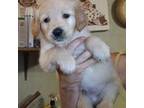 Golden Retriever Puppy for sale in Milton, FL, USA