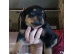 Rottweiler Puppy for sale in Milton, FL, USA