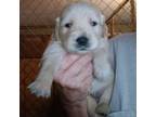 Golden Retriever Puppy for sale in Milton, FL, USA