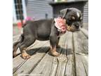 Olde English Bulldogge Puppy for sale in Crystal, MI, USA