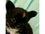 Chihuahua Puppy for sale in Mulberry, FL, USA