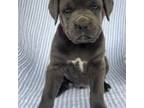 Cane Corso Puppy for sale in Elkton, KY, USA
