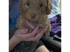 Cavapoo Puppy for sale in Edgewood, MD, USA