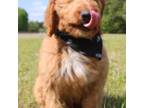 Goldendoodle Puppy for sale in Efland, NC, USA