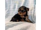 Yorkshire Terrier Puppy for sale in Dunlap, TN, USA