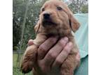 Golden Retriever Puppy for sale in Ludowici, GA, USA