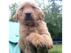 Golden Retriever Puppy for sale in Ludowici, GA, USA
