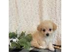 Chihuahua Puppy for sale in Lewisburg, PA, USA