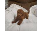 Mutt Puppy for sale in Maria Stein, OH, USA