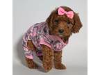 Female Red Toy Poodle