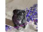 Pug Puppy for sale in Round Rock, TX, USA