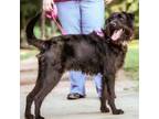Adopt Mike a Black Labrador Retriever, Standard Poodle