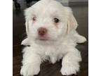 Havanese Puppy for sale in Chicago, IL, USA