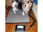 Yorkshire Terrier Puppy for sale in Warrenville, SC, USA