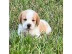 AKC Male Lemon Beagle Puppy