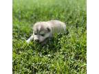 Alaskan Malamute Puppy for sale in Madelia, MN, USA