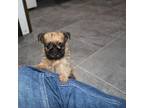 Brussels Griffon Puppy for sale in Festus, MO, USA