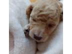 Poodle (Toy) Puppy for sale in Greenville, SC, USA