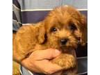 Cavapoo Puppy for sale in Poplarville, MS, USA