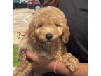 Mutt Puppy for sale in Cypress, TX, USA