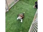 Beagle Puppy for sale in Queen Creek, AZ, USA