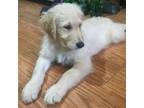 Goldendoodle Puppy for sale in Yellville, AR, USA