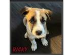 Adopt Ricky a Mixed Breed