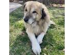 Adopt Asher a Great Pyrenees, Mixed Breed