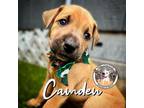 Adopt Camden Angel a Boxer, Labrador Retriever