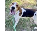 Adopt Nibbles a Hound, Mixed Breed