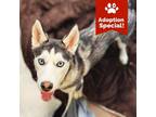 Adopt Loki - Adorable, Loves People and Dogs! $125 ADOPTION SPECIAL! a Husky