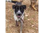 Adopt Everest - Sweet Boy, Likes other Dogs and People! a Cattle Dog