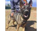 Adopt Jordan - Likes other Dogs and People! a German Shepherd Dog
