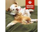 Adopt Scruffy - Small Dog Alert! Shy, Likes other Dogs! $25 ADOPTION SPECIAL!