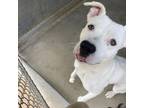 Adopt Marshmallow a Pit Bull Terrier