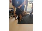 Adopt George Strait a Bloodhound