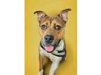 Adopt Barney a Pit Bull Terrier, American Staffordshire Terrier
