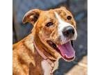 Adopt Trapp a Siberian Husky, Pit Bull Terrier