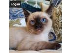 Adopt Logan a Siamese