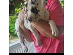 Great Dane Puppy for sale in Cincinnati, OH, USA
